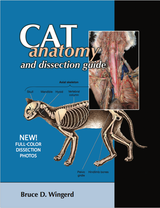 Cat Anatomy and Dissection with Photos
