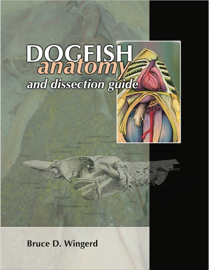 Dogfish Anatomy and Dissection Guide