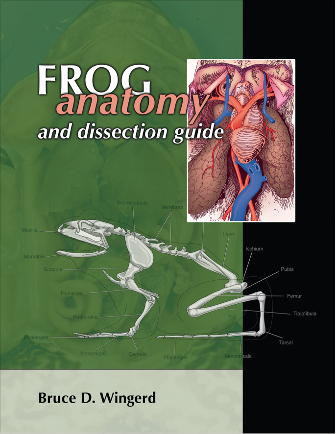 Frog Anatomy and Dissection Guide