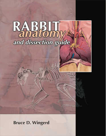 Rabbit Anatomy and Dissection Guide